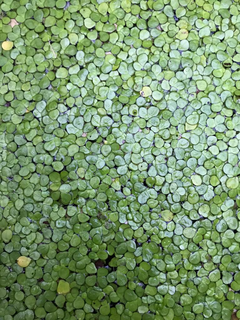 ANRao2's tweet photo. #Xerophytes, #mesophytes, #hydrophytes & other #GreenPlants are all in same #WalkWay of my morning walk (#KBRPark , JubileeHills, #HYDERABAD, #India). @HiHyderabad , @HyderabadLocals , @IndianBotanists , @naturelover_s https://t.co/WKSBvFHiCb