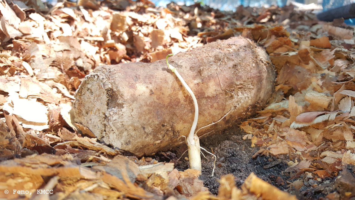 Rfenonir's tweet photo. September and October are the best time to plant wild yams #OviGasy in #Madagascar @TeamKMCC #Darwin_Defra #AprilTrust https://t.co/PAMJtLc6b5