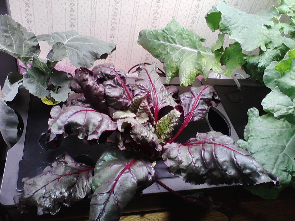 156) T'nite I moved Beet Greens(Purples,lol!) from my  #Aerogarden Harvest to a FarmPlus b/c I gots room there *tho still unsure what Imma do w/em, lol. The plant is absolutely beautiful otherwise.Also, I expect to have a prototype pepper plant support thingy w/in next day or so