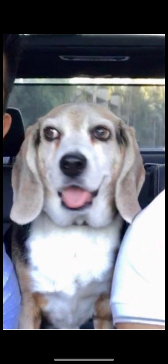 blacktaisaltco's tweet photo. Guys my best friends dog went missing in LLANO CALIFORNIA . His name is Ryder. Beagle 25-30 pounds  older. Please share this everywhere $500 reward from me!  Cross street where sitter had him was Largo Vista and For Tejon #beagle #lostdogs #missingpup #dogsoftwitter #llano https://t.co/U6CuoL6MPi