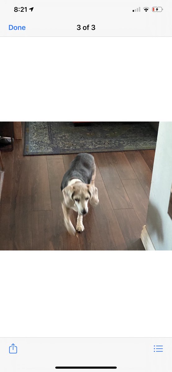 blacktaisaltco's tweet photo. Guys my best friends dog went missing in LLANO CALIFORNIA . His name is Ryder. Beagle 25-30 pounds  older. Please share this everywhere $500 reward from me!  Cross street where sitter had him was Largo Vista and For Tejon #beagle #lostdogs #missingpup #dogsoftwitter #llano https://t.co/U6CuoL6MPi