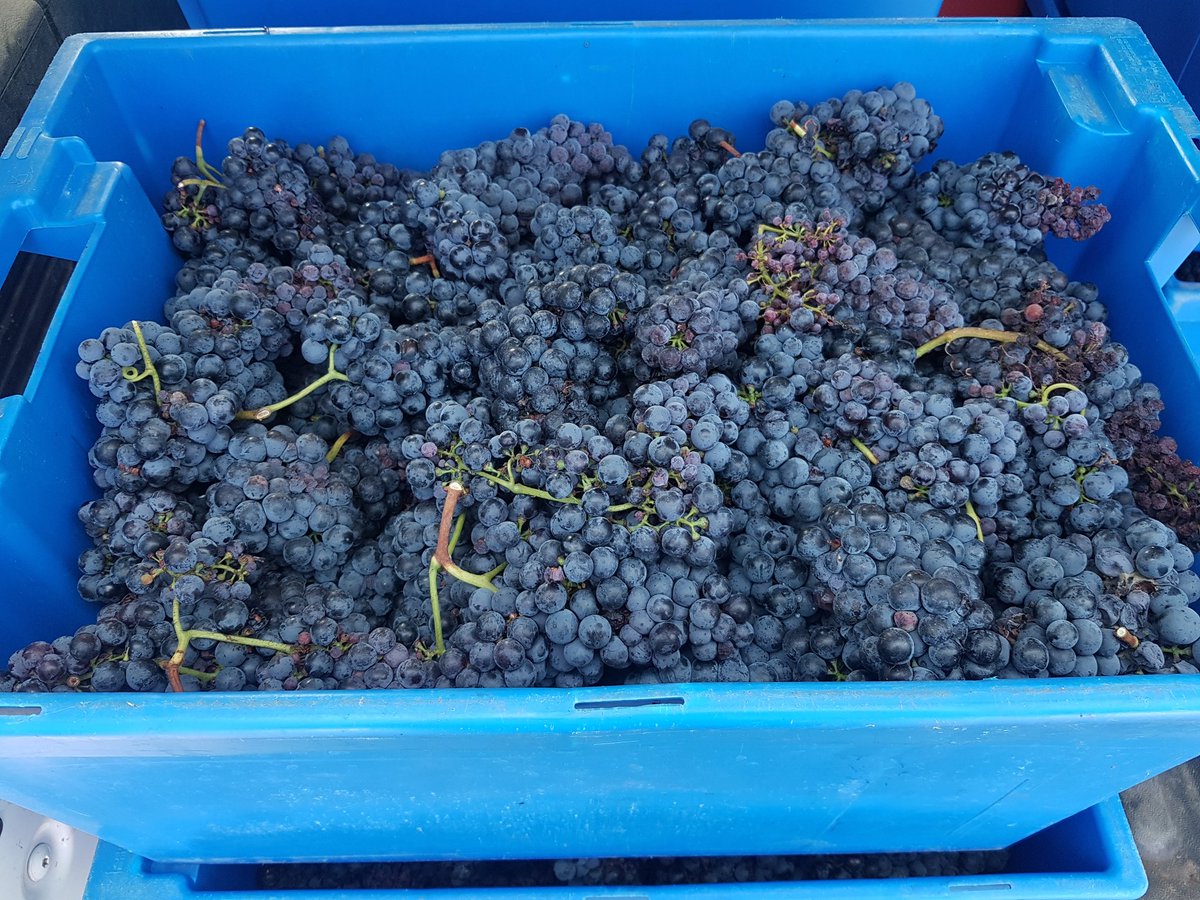 AmblevertViti's tweet photo. Récolte #resdur Artaban N des vignes mÚres greffons @AmblevertViti pour micro vinfication en partenariat avec @vignevinfrance.
@INRAE_France
@oscar_vigne
@chambagri33
@VinsdeBordeaux @PlaneteBordeaux https://t.co/ui7qMU7t1S
