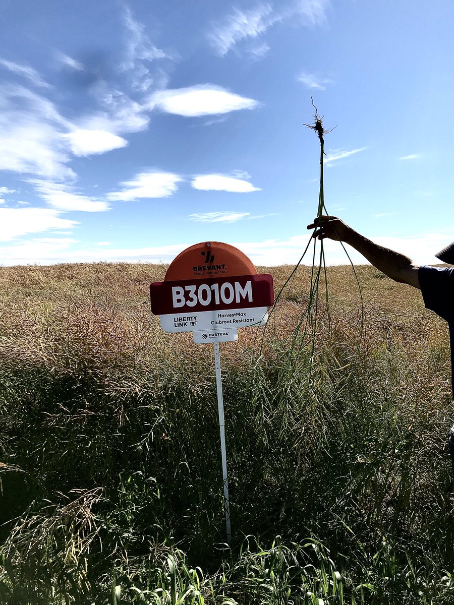 Not real easy to see this amazing canola plant but I’m super impressed with how the B3010M from <a href="/corteva/">Corteva Agriscience</a> is looking in our plots this year!