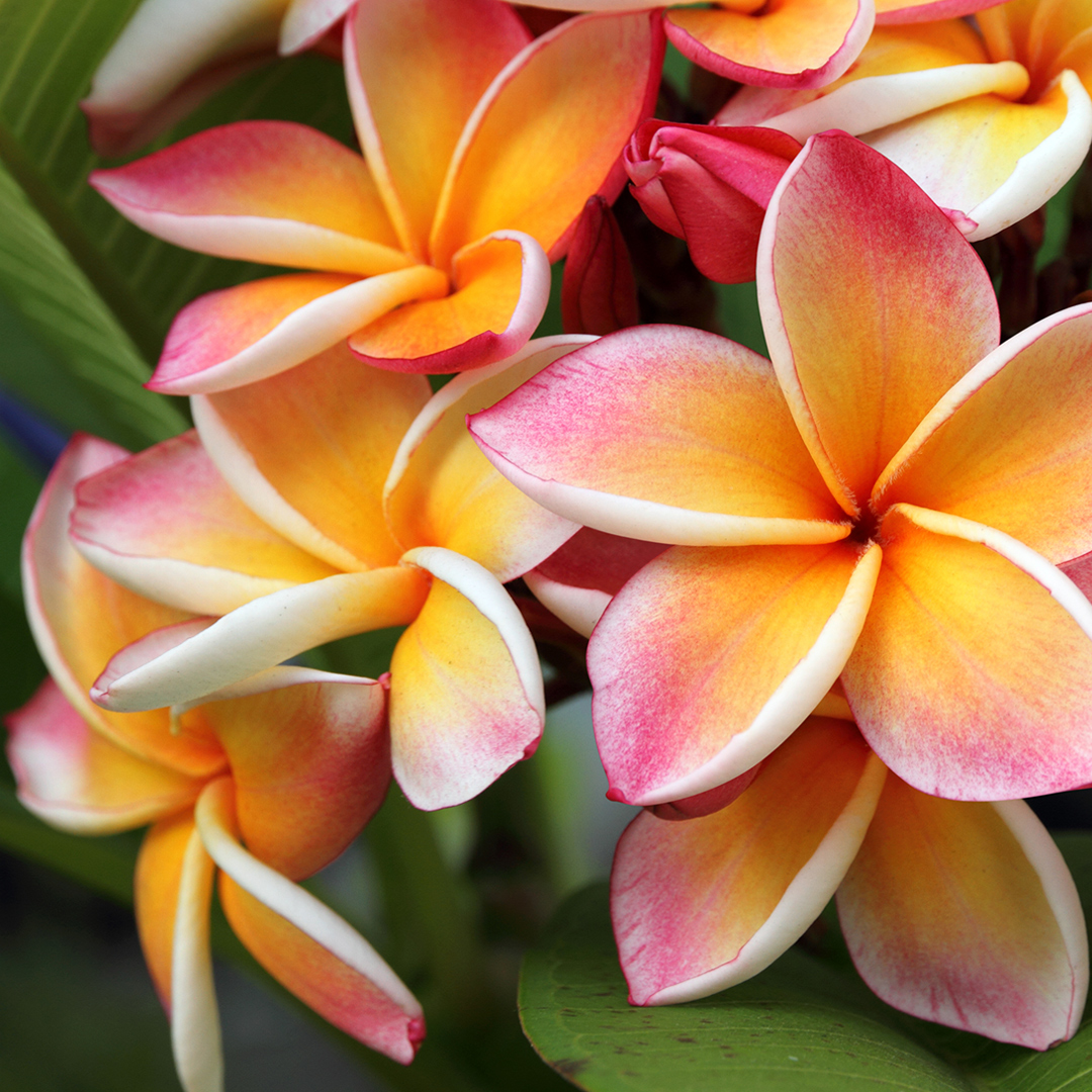 halekoahotel's tweet photo. In Hawaii wearing the beautiful Melia (#plumeria), on your LEFT ear means what?
A - Single
B - Married/Taken
C - Undecided
Lets see photos of yourself wearing a pretty #flower in your ear. 
#hawaii #plumera https://t.co/GGRqPHNRtx