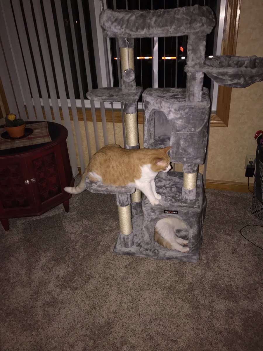 miawittenberg's tweet photo. ok how cute are my grandparents - first my gpa hand made them a scratching post and now gma bought them a cat tree... spoiled fuckers❤️ https://t.co/Rxj5KKXFME