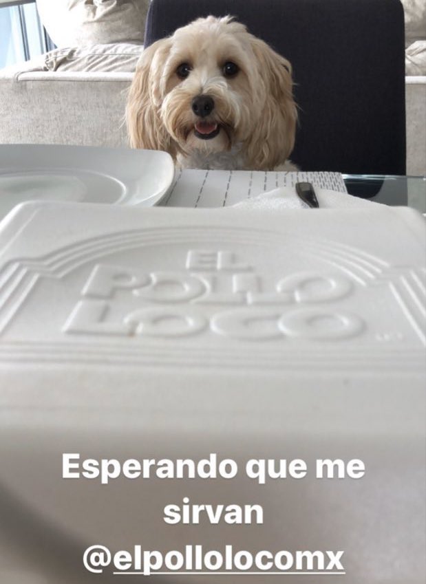 MexPetFriendly's tweet photo. A ver si con esta carita me das un pedacito de @ElPolloLocoMx 

#PerrosReporteros #MéxicoPetFriendly #MtyPetFriendly #Perros https://t.co/b6Ocfk1YwQ
