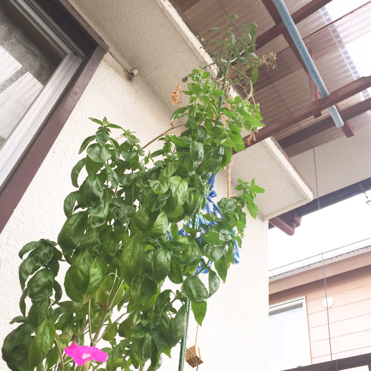 猿渡美穂 On Twitter ベランダ菜園 コンパニオンプランツ ミニトマトちゃん2mくらいになりました 手前バジルちゃんも 物凄い 台風来て折れたら泣くなと思ってました 毎朝頑張った甲斐あり でも何より この子たちの素晴らしい生命力が嬉しい ミニトマト