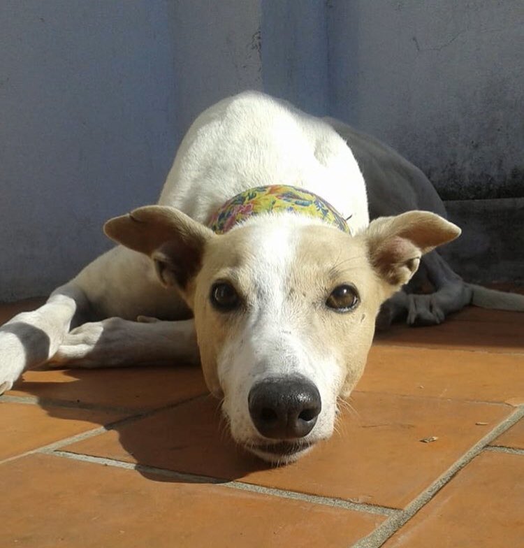 DEJAND0HUELLAS's tweet photo. MILA EN ADOPCIÓN RESPONSABLE 💘 

Si estas interesadx en hacerla parte de tu familia comunicate por privado, si no ayudanos difundiendo🐾

Su historia 👇🏻 https://t.co/gM5XHGpszx