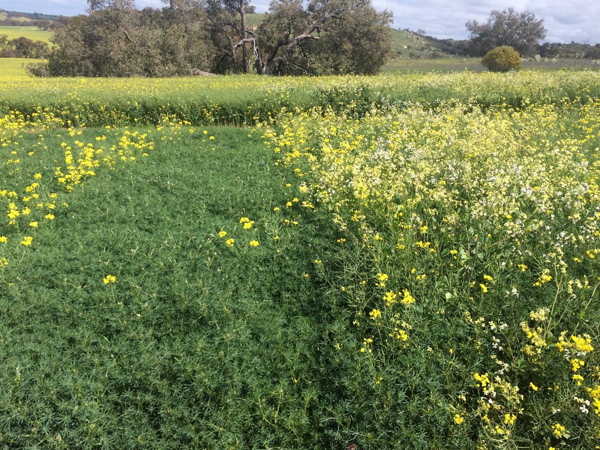 Jurien lupins, 19 weeks after sowing LHS: #REFLEX 1.5L/ha IBS, RHS Grower standard 1.0 kg/ha Simazine + 300 g/ha Metribuzin - neither plot has had post em for broadleaf weeds