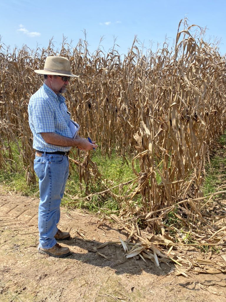 JohnDFarabough's tweet photo. Spent the morning with Dr. Jason Kelley rating Desha County Hybrid Corn Variety plots for lodging from #HurricanLaura. Won’t be long till harvest and we get yield data back out of these plots. @AgWriterArk @AginArk @UAEX_edu @AR_Feedgrains #StillOnTheJob #DeshaCoAg #corn https://t.co/SdBnUIBvVm