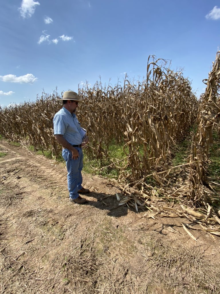 JohnDFarabough's tweet photo. Spent the morning with Dr. Jason Kelley rating Desha County Hybrid Corn Variety plots for lodging from #HurricanLaura. Won’t be long till harvest and we get yield data back out of these plots. @AgWriterArk @AginArk @UAEX_edu @AR_Feedgrains #StillOnTheJob #DeshaCoAg #corn https://t.co/SdBnUIBvVm