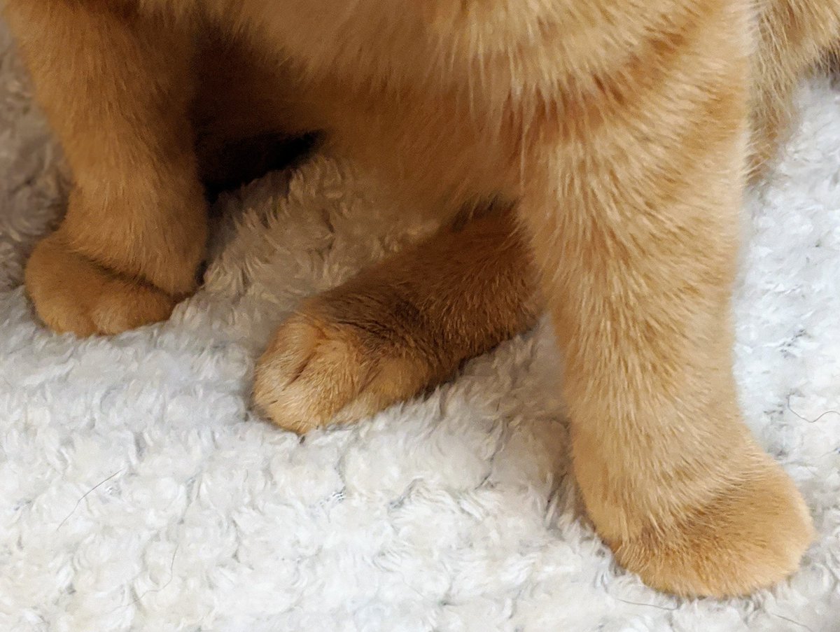 Feetary1's tweet photo. Interested in pet feet or combos? DM us for more of these beans! #feetary #feetpic #toebeans #feetforsale #footlovers https://t.co/B0R0CUVEg4