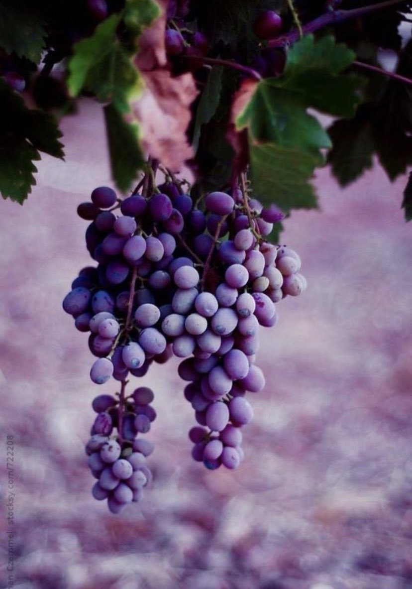 -𝗴𝗿𝗮𝗽𝗲𝘀-