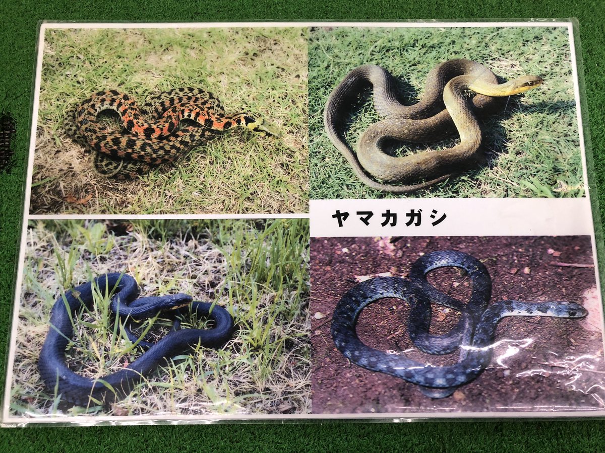 ジャパン スネークセンター Jsc Sandrakedrunken 問い合わせありがとうございます 写真のヘビは ヤマカガシの幼蛇になります ヤマカガシと言えば首元がオレンジ 黄色といった派手な色と思われがちですが ヤマカガシは地域によっても個体差が大きく
