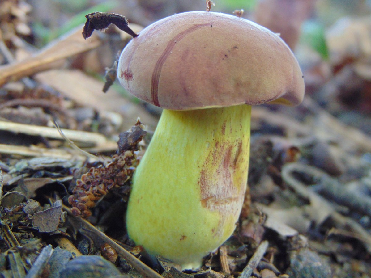 The 11th rule of the Mushroom Cult is to go in the woods and take pictures of mushrooms.