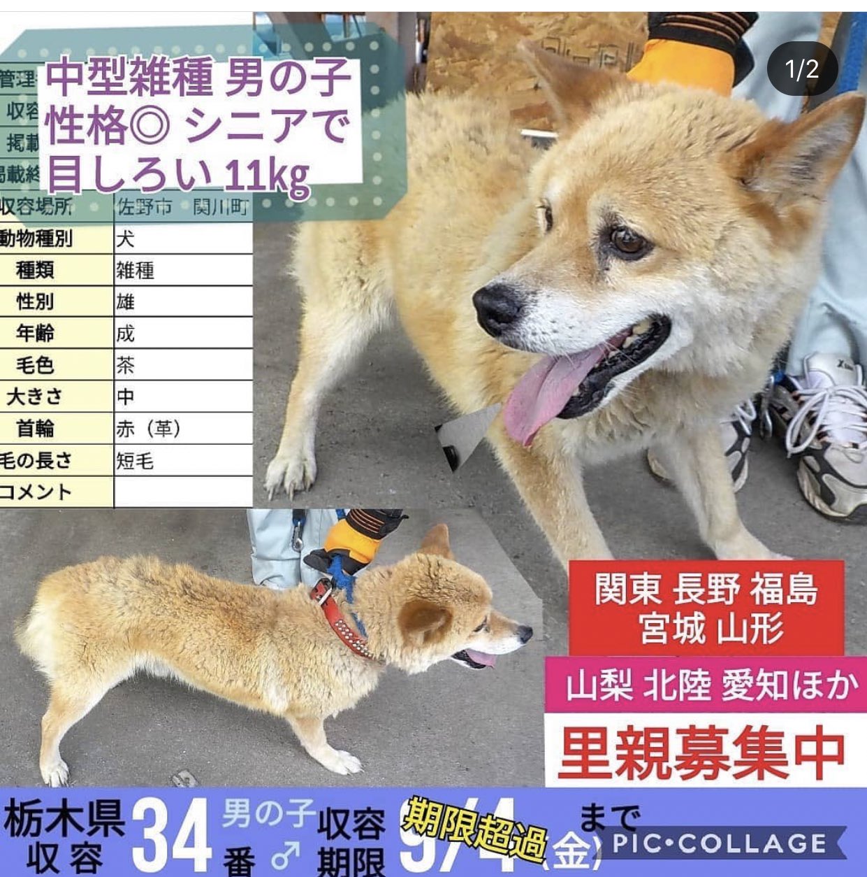 大タコちゃん 栃木県動物愛護指導センター 期限超過 時間がありません 緊急里親様募集 ポメ柴 っぽい 性格いい男の子 里親募集中 関東 長野 福島 宮城 山形 山梨 神奈川県 茨城 群馬 千葉 新潟 富山 福井 石川県 里親募集犬
