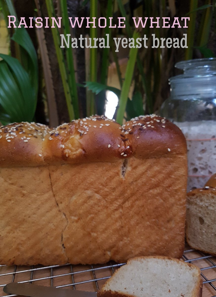 Jittikant's tweet photo. ขนมปังโฮลวีทลูกเกดจากยีสต์ธรรมชาติ
#ชุมชนขนมปัง
#naturalyeast
#yeastwater
#RayraiHomemade
#halalbakery
สูตรและวิธีทำอยู่ที่นี่ค่ะ 👇👇 https://t.co/EBHm4p4r3n