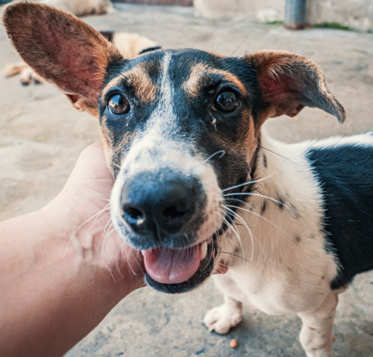 halopets's tweet photo. Foster Resources: Get tips &amp; advice from dog experts to make the most out of your fido foster experience!
Learn More: https://t.co/s2PeW0G7Jp
#dogexpert #dogadvise #savethedogs #animalshelter #fosteradog https://t.co/1STPuZojSS