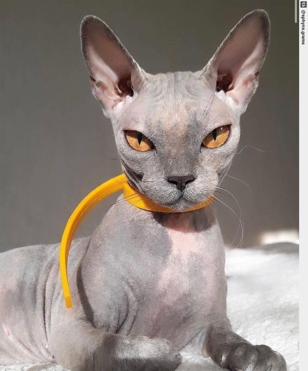Inglorious Cats tweet media