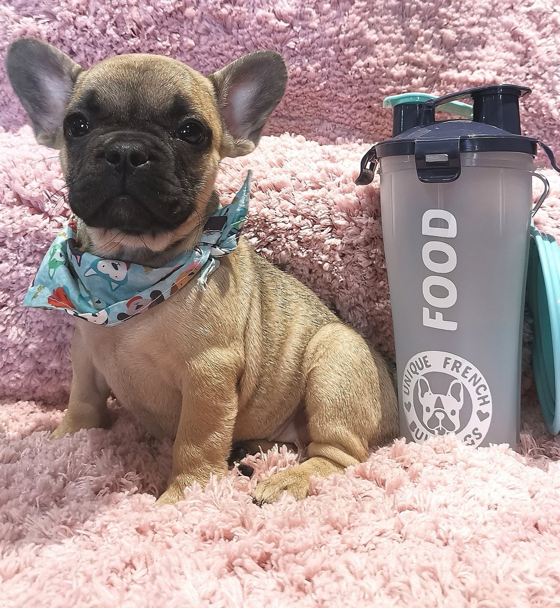 uniquFB's tweet photo. Stay tuned for new exciting additions to #uniquefrenchbulldogsau
https://t.co/wDy47OEkHn
#frenchie #frenchbulldogsofaustraliw #frenchiecup #frenchiefamily #fawnfrenchie #travelcup https://t.co/YuNBeII6ox