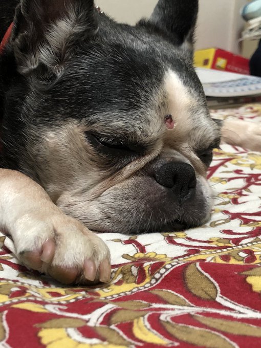 イギーのtwitterイラスト検索結果