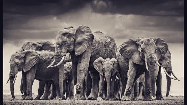 agrippasmock's tweet photo. For @JenHatmaker ❤️🐘❤️ #herdofelephants https://t.co/zZ5t8MMXLf