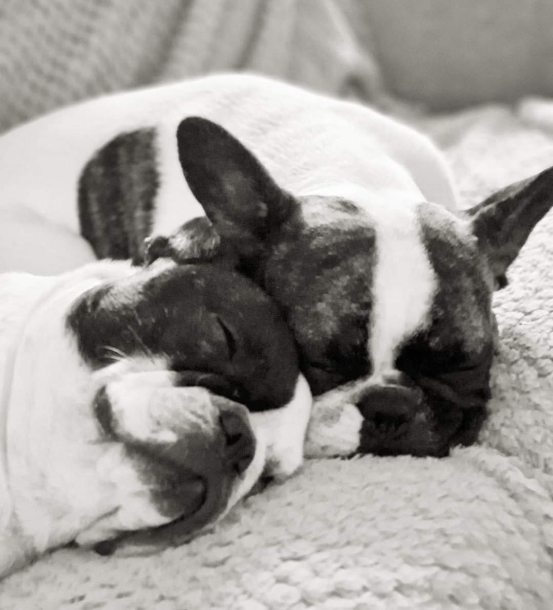 uniquFB's tweet photo. Charlotte and Chester, A Unique French Bulldog Family
https://t.co/wDy47OEkHn
#frenchie #uniquefrenchbulldogsaustralia #uniquefrenchbulldogs #piedfrenchbulldog #family #puppylove https://t.co/VqW5hiKmwR