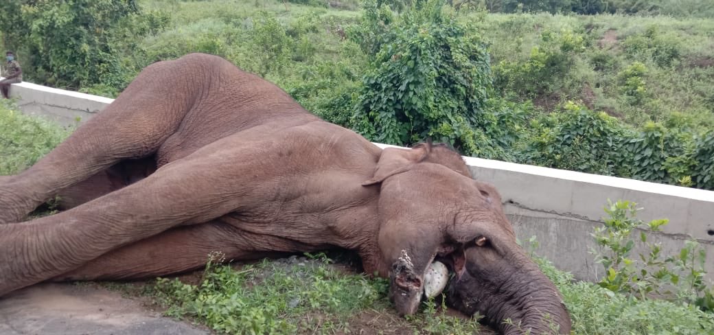 Once a Majestic King, now a Helpless Orphan....all thanks to 1 & 1y #FD 

The Injured #Elephant who was suffering because of consuming a Fruit with #Explosive is now No More 😭

#RIPMakhna
#SaveWildAnimals
#ProtectElephants