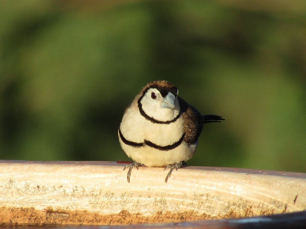 ThereseRalston's tweet photo. One of my favorite little guys, the #DoubleBarredFinch. Sitting pretty for me yesterday. #TwitterNatureCommunity #birds #birdlifesaving.com https://t.co/XnmLSQtnbY
