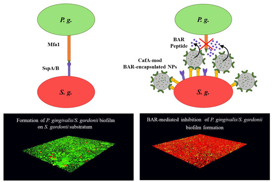 MDPIpharma's tweet photo. #mdpipharmaceutics Assessment of CafA Targeted BAR-Encapsulated #Nanoparticles against Oral Biofilms https://t.co/6IIvGkP0V9 This article belongs to the Special Issue Advances in Oral and Buccal Drug Delivery https://t.co/YQPNc4Thx1 https://t.co/FsDPzg2XGZ