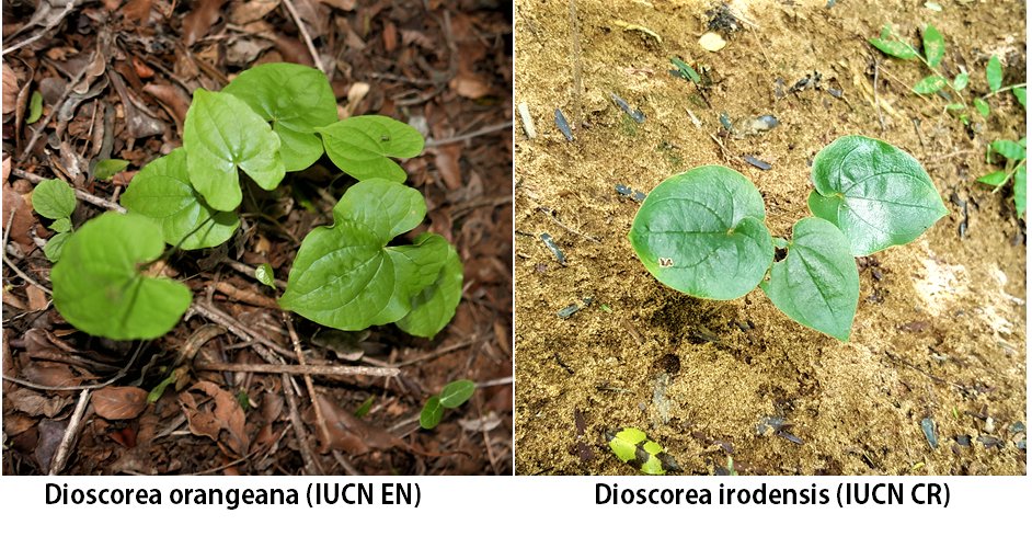 Rfenonir's tweet photo. Yam conservation: natural regeneration of endemic wild yams in #Diana_Region #Antsiranana #Ambilobe
#Ambanja is poor (average rate between 10-200%) @TeamKMCC #Darwin_Defra #AprilTrust https://t.co/PyjQZfXSYb