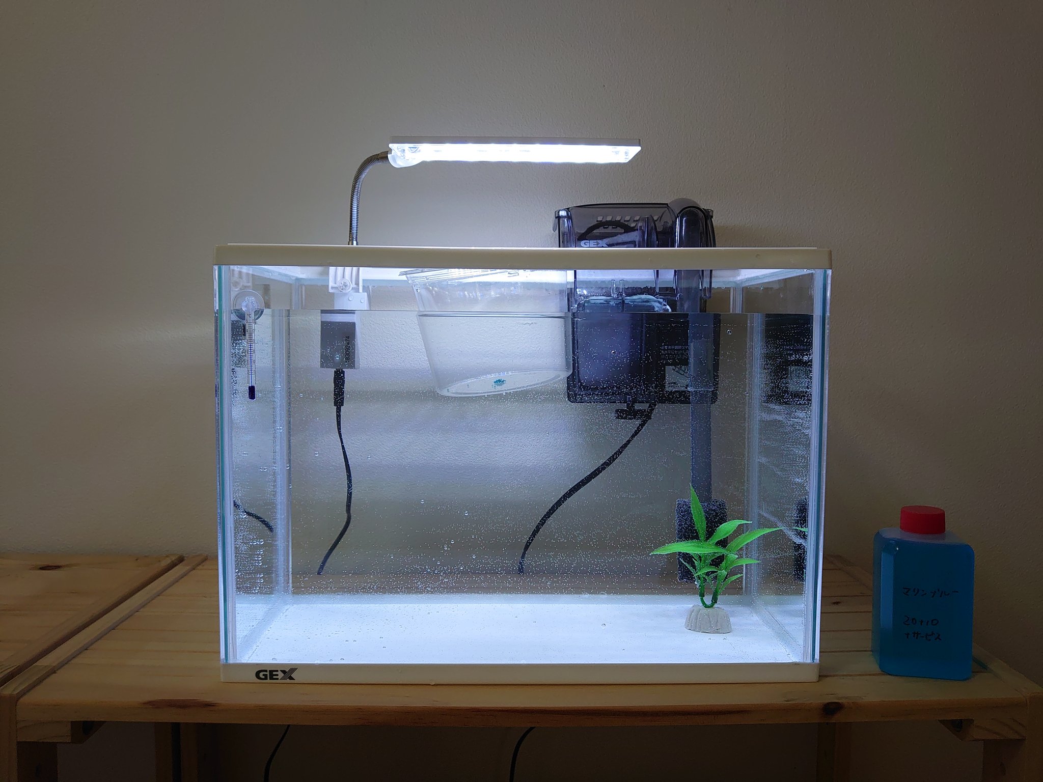 しょうご アマゾンで注文してたメダカのマリンブルーの卵が届きました 箱の中には説明書とプラスチックケースとマリンブルー入りの メチレンブルーが入ってました メチレンブルーに浸かっていたせいか卵が青に染まっちゃってますw頑張って孵化させれるよう