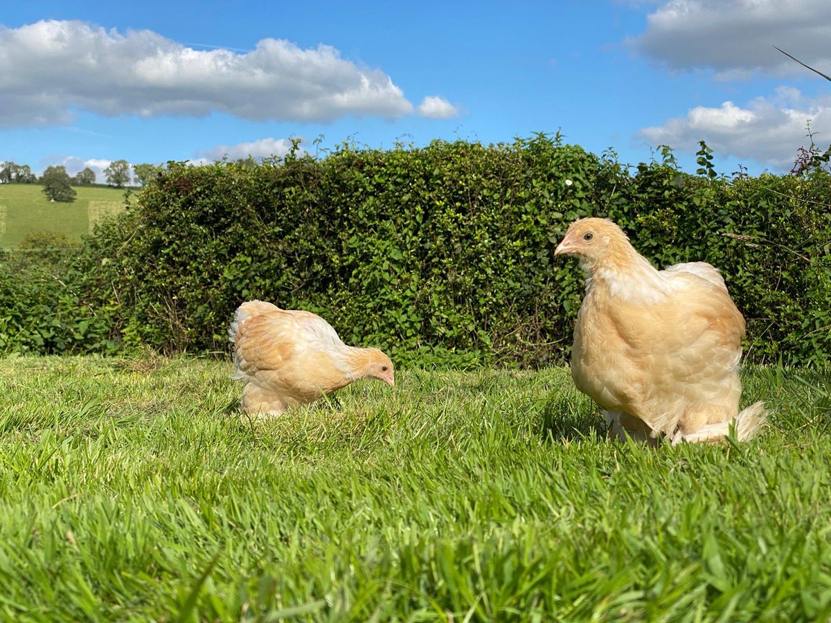 PipinchickP's tweet photo. Lemon Brahma chicks enjoying their time out on the grass. Can’t wait to see these little ones all grown up! 

 #brahmachicken #petpoultry #babychickens #lemonbrahma #pipinchickpoultry https://t.co/5KUpRCJsji