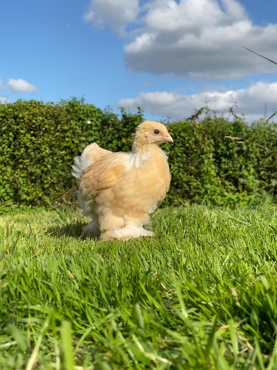 PipinchickP's tweet photo. Lemon Brahma chicks enjoying their time out on the grass. Can’t wait to see these little ones all grown up! 

 #brahmachicken #petpoultry #babychickens #lemonbrahma #pipinchickpoultry https://t.co/5KUpRCJsji