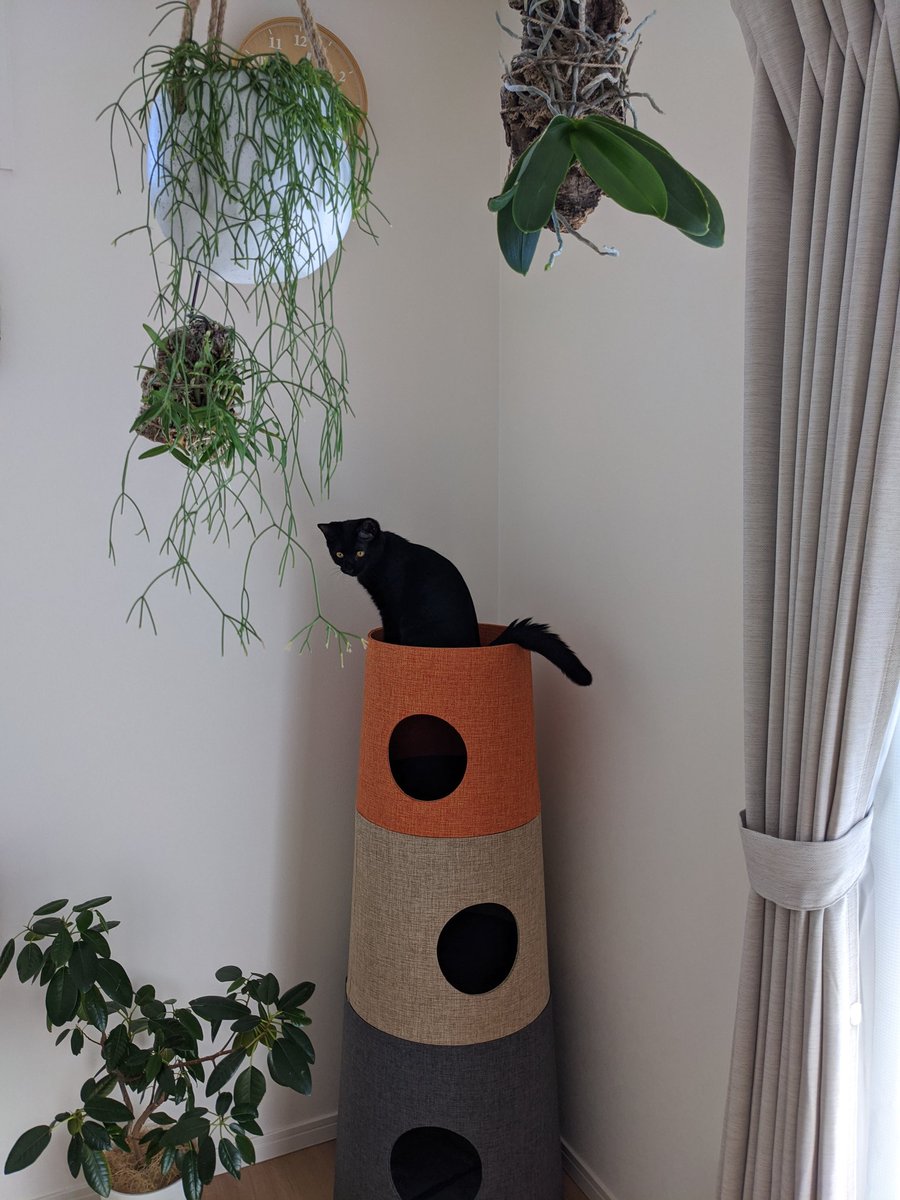 百です 家中の植物は高い所へ 床置きの鉢は百が嫌いな匂いのスプレーをシュッとして近づかないようにしていますが 忘れるとこうなります 百もも 黒猫 保護猫 猫のいる暮らし Cat 植物