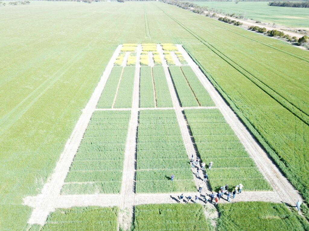Esperance Rural Supplies Trial Site yesterday getting a look over,looking good at the moment lots of things going on