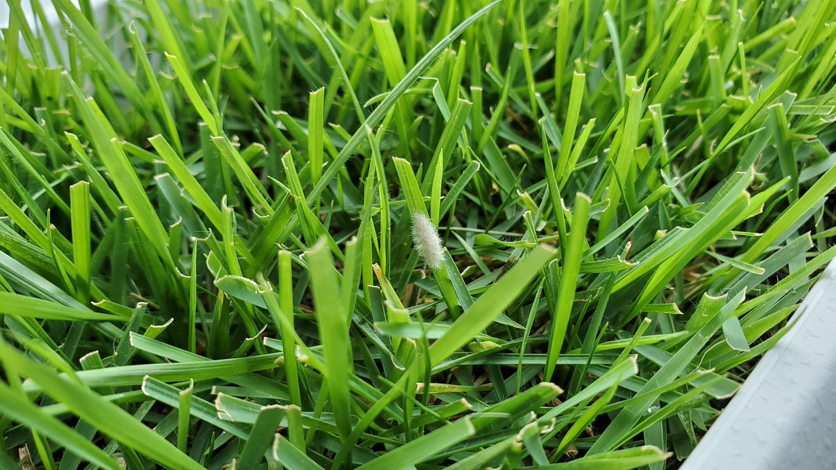 つりきっぷの芝生日記 No Twitter 芝生の実験 実験の内容とは違いますが カビ らしきものを見つけました ただこれはプランターなので 一旦何もせずこのまま様子をみます 実際の庭で見つけると焦りますが