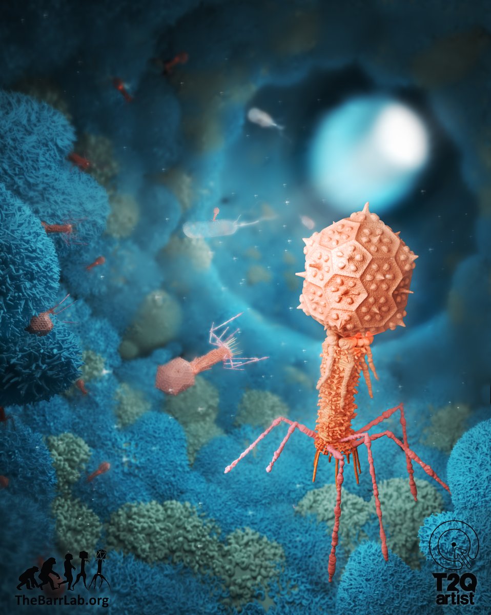 1.PHAGE UPTAKE DEPENDS ON THE CELL TYPEPhages are present in small quantities but great diversity in the human body.During phage therapy, a huge amount of a single phage is administered all at once and we have no idea how our cells are reacting to this! 