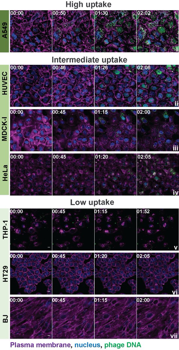 To understand how cells interact with phages I simply filmed them under a microscope  Here we have the cells in purple and blue, and the phages in green. For each cell line we tested, the uptake rate of phages was different! 