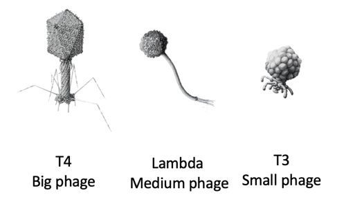 2.SIZE DOES MATTERIs phage size influencing the uptake?We used these three phage warriors to answer this question. (image credit: “Life in our Phage World” by Forest Rohwer)