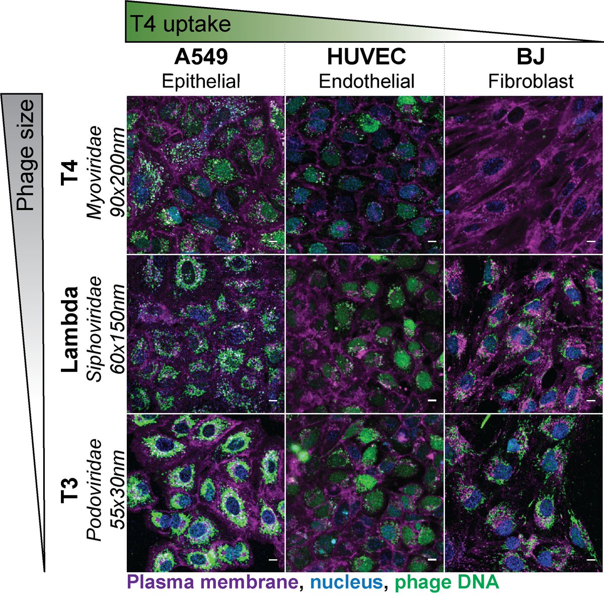 We looked at the rate of uptake between these phages and three of our chosen cell lines.Guess what? The smaller the phages are, the higher the uptake is! SIZE DOES MATTER! 