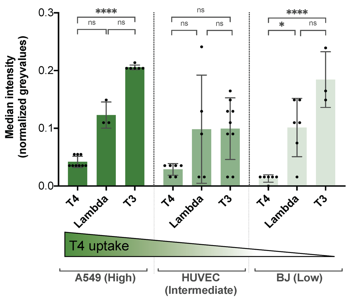 We looked at the rate of uptake between these phages and three of our chosen cell lines.Guess what? The smaller the phages are, the higher the uptake is! SIZE DOES MATTER! 