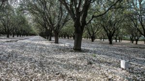 Attention #Almond Growers: Eliminate over and under-watering to keep trees healthier for a longer, more productive life. Learn how WaterBit precision irrigation delivers the right amount of water at the right time buff.ly/2uLoYwk #precisionirrigation