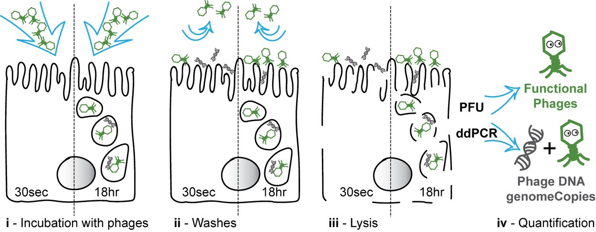 3.CELLS ARE A SINK FOR ACTIVE PHAGESTo check if phages are being inactivated inside of cells, I quantified both the active phages and the total number of phage DNA copies after 30s or 18h of incubation.
