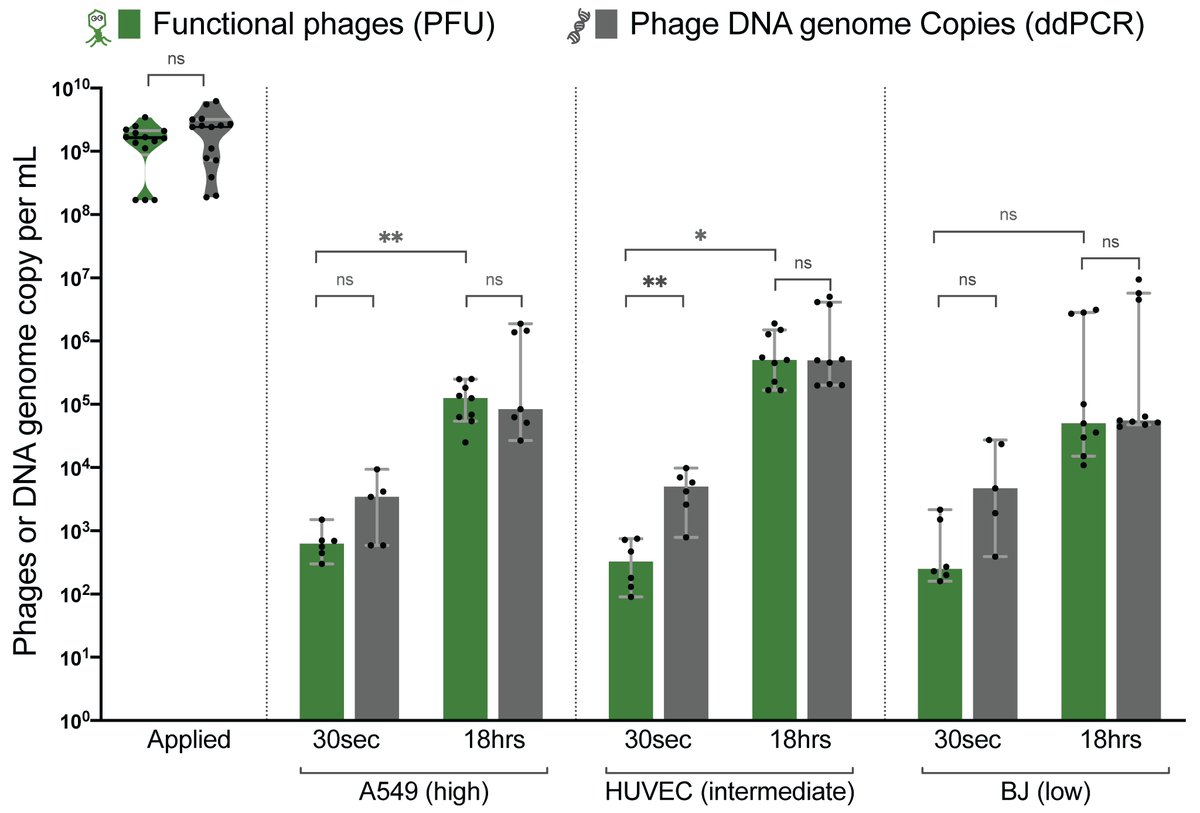 And the results are really surprising! In less than 30s, phages are able to bind to the cell layer before being internalized over time.AND in these 30s, a high number of phages are being inactivated!