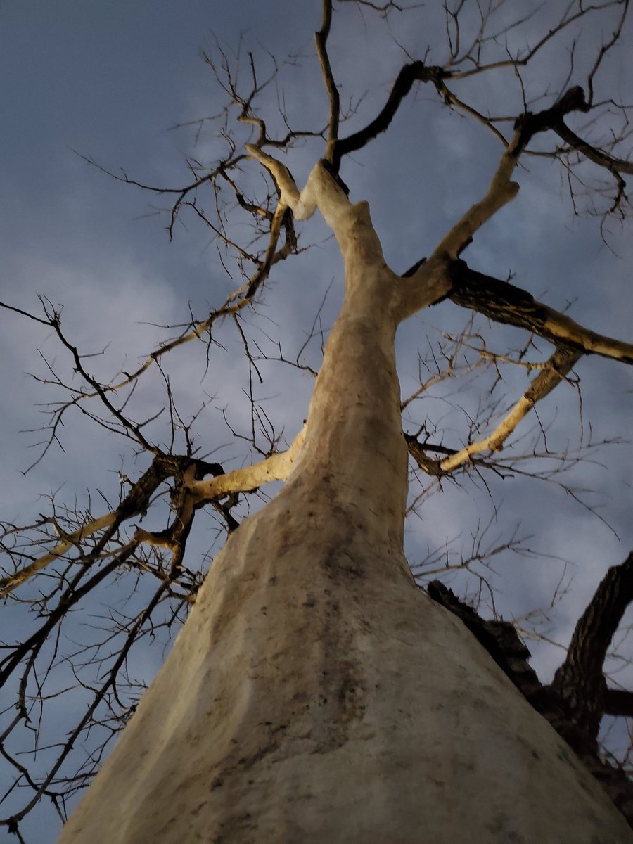 Obsolete_Junkie's tweet photo. Tree Life 🌳
#trees #NaturePhotography #outdoors https://t.co/haN3zGkIvx