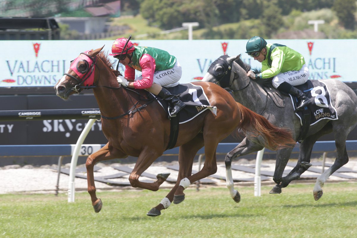 nzracingnews's tweet photo. NEWS: @Kingsclere_Nz won't be short of fire power @Ellerslie_Races with star mares #TwoIllicit and #ConcertHall lining up on Saturday
https://t.co/LilDHu6CIz https://t.co/08Ox3KPX2I