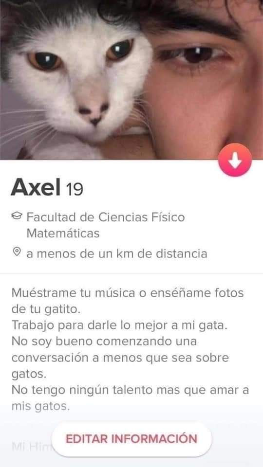 ✨ Gatitos que curan tu depresión ✨ tweet media