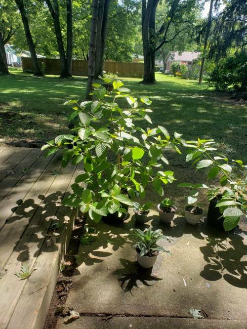 fred7285's tweet photo. Photo https://t.co/qTHXUcDDJk #Kratom #IamKratom https://t.co/dT6mxIuGg9