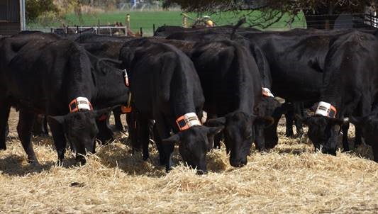 We are seeking a highly motivated PhD candidate with an interest in the application of technology to beef production. Pursue your interest in reproduction, nutrition, management, animal health, welfare and/or supply chain. Contact Shawn McGrath shmcgrath@csu.edu.au for details.